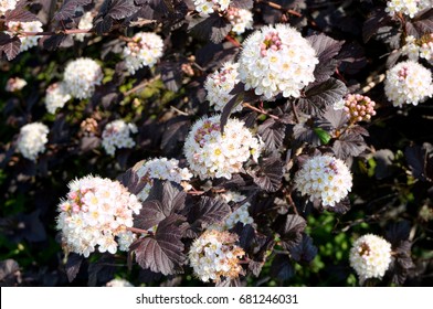 Physocarpus Opulifolius Diabolo