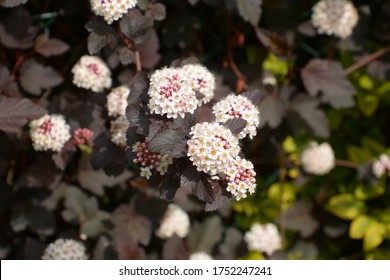 physocarpus opulifolius red baron shrub with tiny flowers - Shutterstock ID 1752247241