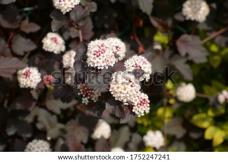 physocarpus opulifolius red baron shrub with tiny flowers