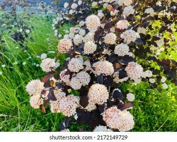 Physocarpus opulifolius (Red Baron)-bush with white pink flowers and corrugated red brown leaves. - Shutterstock ID 2172149729
