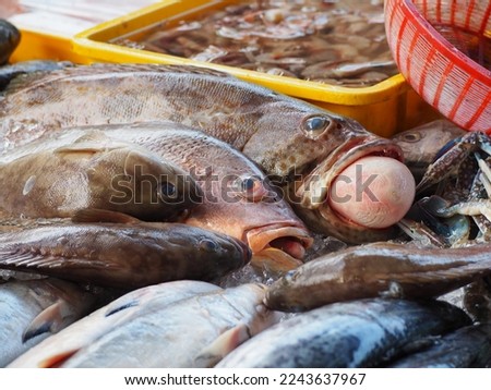 physoclistous fish, physoclistous Applied to the condition in bony fish in which there is no connection or duct between the swim bladder and the intestinal tract.