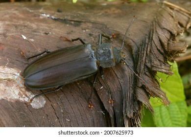 Physopleurus Ubirajarai Cerambycidae Prioninae Macrotomini French Guiana Exotic Beetle Coleoptera