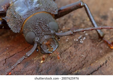 Physopleurus Ubirajarai Cerambycidae Prioninae Macrotomini French Guiana Exotic Beetle Coleoptera