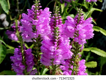 Obedient Plant Realistic Wild Flowers Bunch Artificial Blue White Physostegia