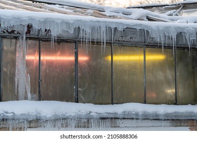 Phyto Lamps Used In Glasshouse For Plant Growing During Winter Season. Outside View At Glass Orangery Wall And Roof Covered With Snow, Ice, Icicles With Ultraviolet Light Inside. Greenhouse Building