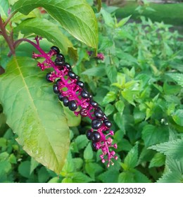 Phytolacca americana decandra, also known as American pokeweed, pokeweed, poke sallet, dragonberries, and inkberry, is a poisonous, herbaceous perennial plant in the pokeweed family Phytolaccaceae 