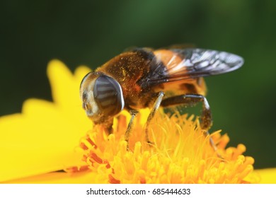 Phytomia zonata