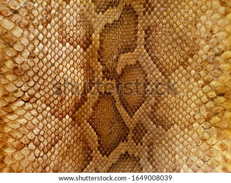 Phyton snake skin / leather close up texture