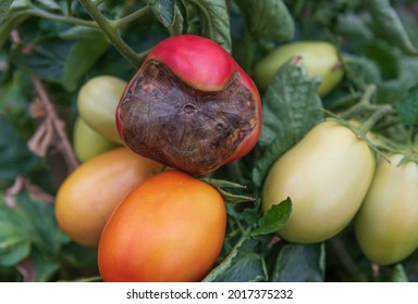 Phytophthora infestans. Phytophthora fungus on tomatoes. Late blight of nightshade crops. A rotting tomato on a bush. - Shutterstock ID 2017375232