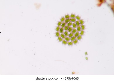 Phytoplankton Under The Microscope