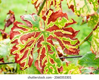 Phytoplasma, virus and virus like diseases in vines plants. Leaves affected by disease. The grapevine is exposed to environmental influences, diseases and pests - Shutterstock ID 2060353301