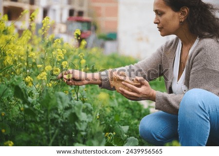 Phytotherapy, naturopathy, aromatherapy, herbal alternative medicine concept. Female herbalist collecting healing herbs on the meadow outdoors. Young woman botanist picking medicinal plants in nature