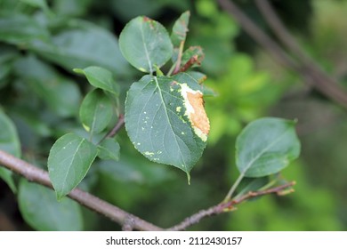 Phytotoxic Effect Of Misuse Of Plant Protection Products- Herbicides On Apple Leaves In An Orchard.