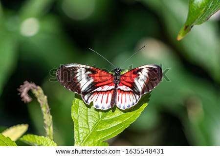 Piano Key Butterfly Heliconius melpomene and erato the red postman butterfly, common postman or simply postman, is a brightly colored crimson neotropical found throughout Mexico and Central America