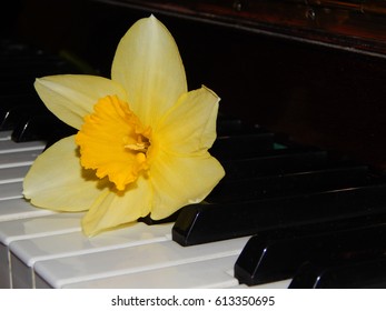 Piano keys narcissus