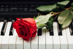 Piano Keys And Red Rose