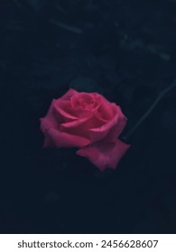 Foto una rosa rosa