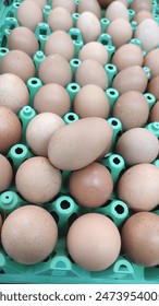 pic with collection of eggs 