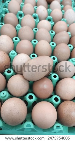 pic with collection of eggs 