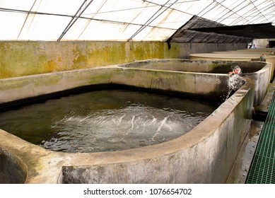 Pic Show Concrete Tank For Rearing Growth Out Or Nursery Fish Of Interior Building Aquaculture Farm System  