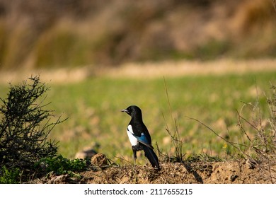 Pica Pica - The Common Magpie Is A Species Of Passerine Bird In The Corvidae Family.