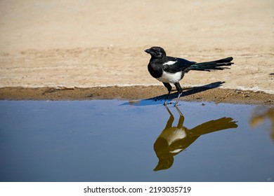 Pica Pica - The Common Magpie Is A Species Of Passerine Bird In The Corvidae Family.