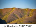 Picabo hills above Silver Creek near Picabo, Idaho in early summer