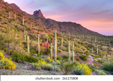 Picacho Peak at sunset, surrounded by blooming desert.