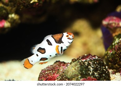 Picasso clownfish (Amphiprion percula) in saltwater tank