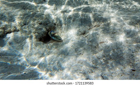 A Picasso Fish Seeking Food In New Caledonia