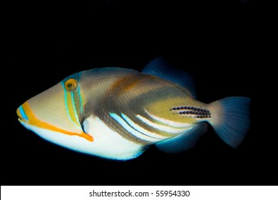 Picasso Triggerfish in Aquariu, against black background