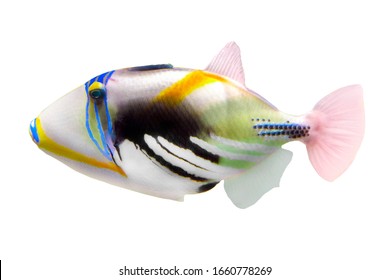 Picasso triggerfish or Arabian picassofish (Rhinecanthus assasi) isolated on white background