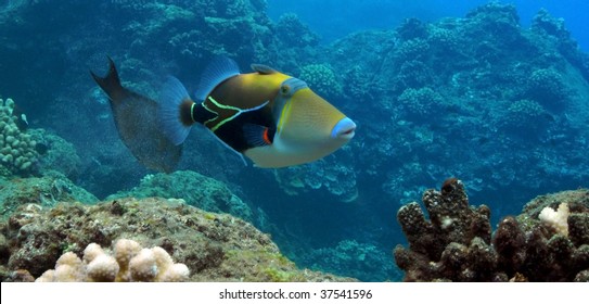 Picasso Triggerfish At Black Rock, Kaanapali, Maui.