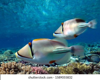 Picasso Triggerfish Swimming Over A Coral Reef. Red Sea. Egypt