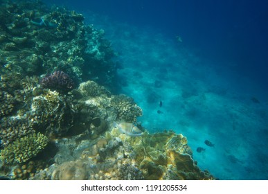 Picasso Triggerfishes Pigfish