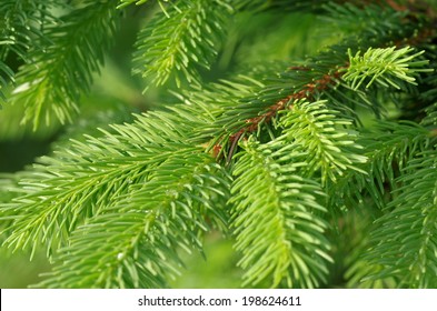 Picea Abies