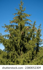 Picea abies. Common, European or Norway spruce, with its hanging cones.