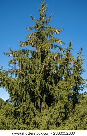 Picea abies. Common, European or Norway spruce, with its hanging cones.