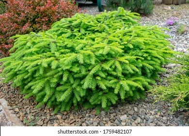 Picea Abies Little Gem , Rare Dwarf Conifer, Planted In Garden