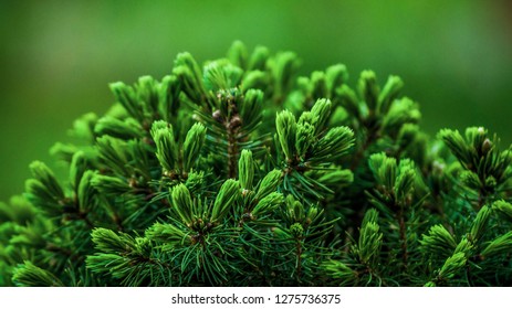 Picea Glauca Perfecta