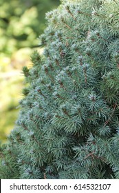 Picea Glauca Sanders Blue