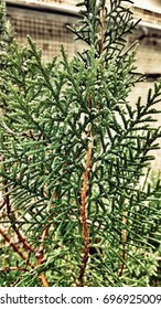 Picea Mariana