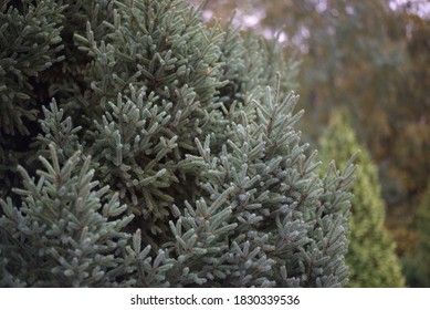 Picea Mariana 'Beissneri' In Autumn