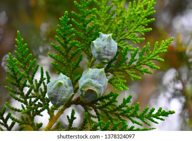 Picea Mariana Close Up