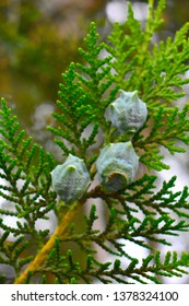 Picea Mariana Close Up