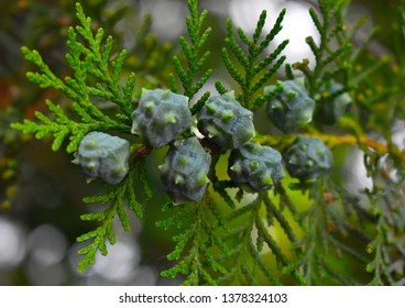 Picea Mariana Close Up