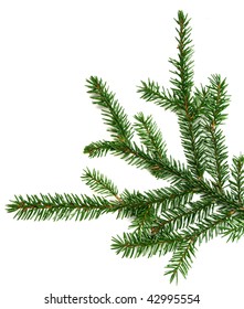 Picea Mariana On White Background