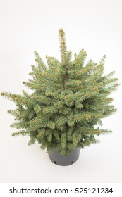 Picea Pungens