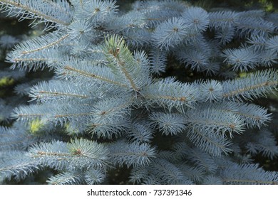 Picea Pungens Edith