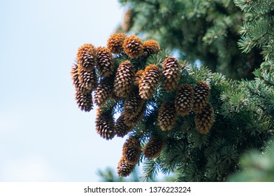 (Picea Pungens) Fir Cones